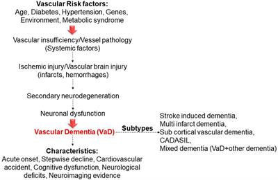 Frontiers Vascular Dementia and Underlying Sex Differences